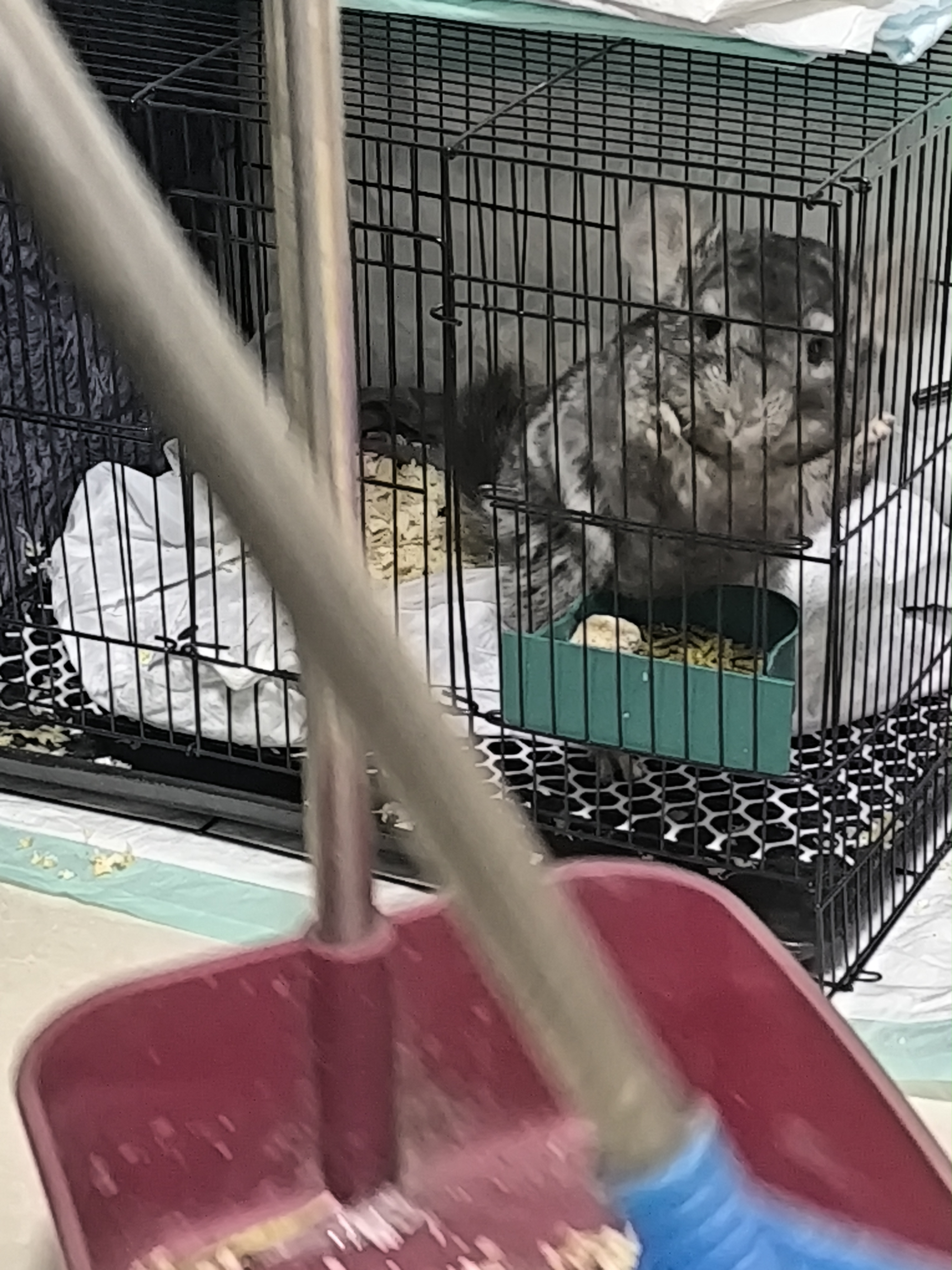 可爱的龙猫